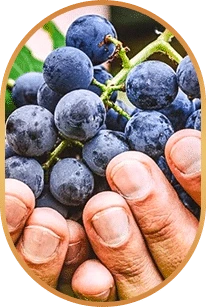 Resveratrol, one of the four ingredients the seller’s page adds to the supplier’s six
