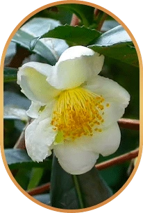 Camellia sinensis, one of the six ingredients named on the Livpure panel