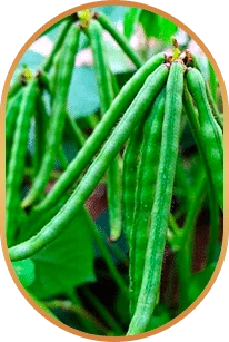 Choline, one of the four ingredients the seller’s page adds to the supplier’s six