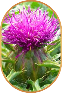 Silymarin, one of the six ingredients named on the Livpure panel