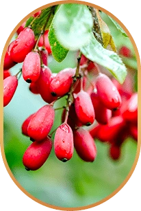 Berberine, one of the six ingredients named on the Livpure panel