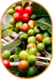Chlorogenic acid, one of the four ingredients the seller’s page adds to the supplier’s six